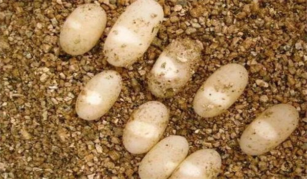 如何提高龜卵受精率