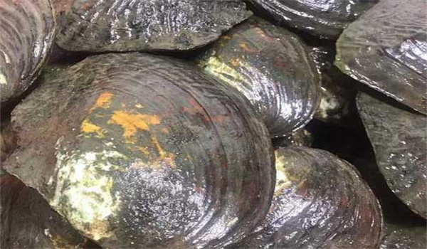 育珠蚌的生活習性