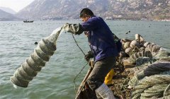 怎樣培養(yǎng)扇貝的親貝(育苗用的親貝)