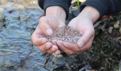 飼養(yǎng)林蛙蝌蚪應(yīng)注意些什么？