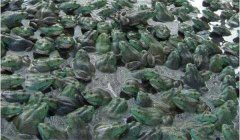 牛蛙引種需要注意哪幾個方面的問題？