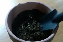 如何正確使用多菌靈 需注意什么，用多了會(huì)怎樣