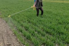 多菌靈會(huì)燒葉子嗎？過(guò)量噴施多菌靈的補(bǔ)救方法