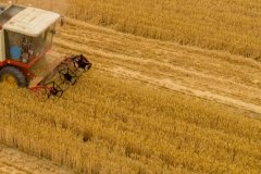 農(nóng)歷芒種的氣候有哪些特點(diǎn)，芒種幾天收麥子？