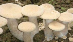 食用菌有哪些營養(yǎng)類型:腐生性、共生性、寄生性