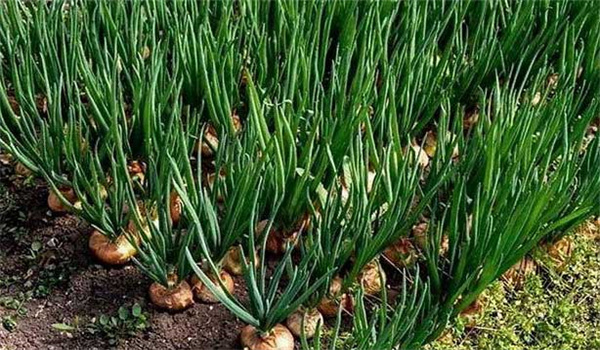 洋蔥施肥技術要點