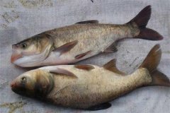 鳙魚和鰱魚的區(qū)別，鳙魚和鰱魚如何搭配放養(yǎng)
