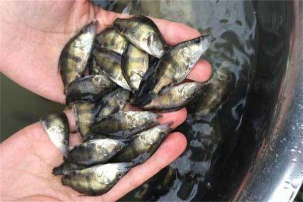 如何提高鱖魚育種成活率