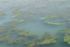 龍蝦池塘中的青苔怎么處理,怎么快速清除干凈