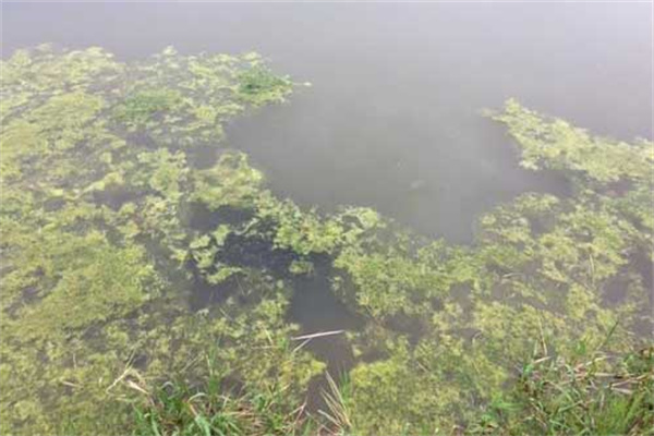 龍蝦死亡會漂浮水面嗎？