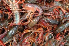 小龍蝦軟殼還能不能吃，是什么原因造成的？