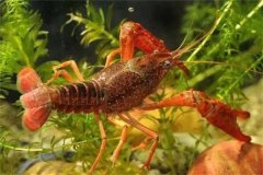 養(yǎng)龍蝦用什么飼料最好 養(yǎng)殖龍蝦需要注意什么？
