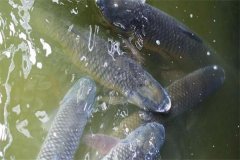 吊養(yǎng)草魚、鳙魚養(yǎng)殖經(jīng)驗(yàn)總結(jié)