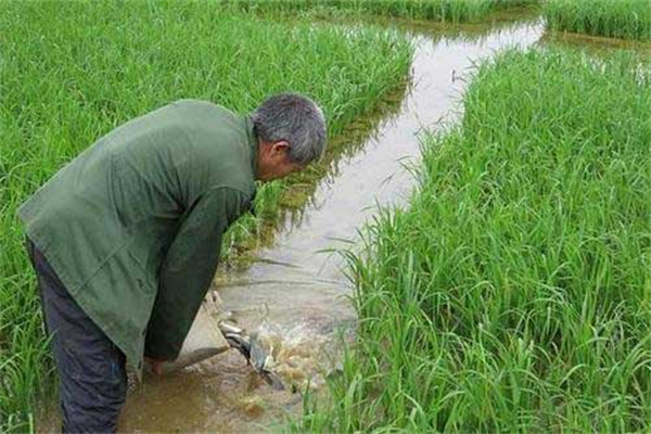 開挖進(jìn)、排水溝及安裝攔魚設(shè)備