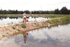 團(tuán)頭魴魚(yú)種培育池的日常管理工作有哪些?