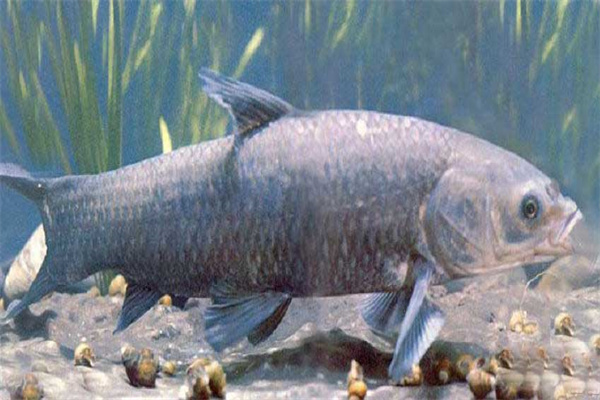 青魚(yú)催產(chǎn)劑的種類(lèi)、劑量和注射方法