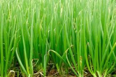 大蔥干尖是什么原因造成的，用什么藥劑防治？