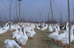 皖西白鵝養(yǎng)殖場地如何選擇、如何飼養(yǎng)與管理？
