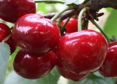 美早櫻桃樹幾年結(jié)果？美早櫻桃種植技術要點