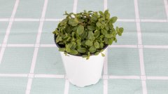 薄荷盆栽可以放臥室嗎？盆栽薄荷怎么養(yǎng)