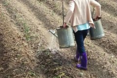 吡蟲(chóng)啉灌根能殺蟲(chóng)卵嗎？吡蟲(chóng)啉的用法與用量