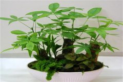 發(fā)財(cái)樹多長(zhǎng)時(shí)間澆一次水,發(fā)財(cái)樹的澆水方法