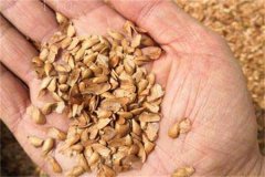 香椿種子的催芽方法，香椿如何育苗？