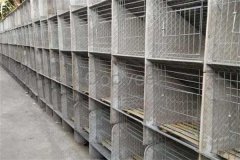 兔舍怎么建造，兔舍一般怎樣消毒？