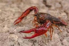 小龍蝦多少天才能長大，它喜歡什么樣的環(huán)境