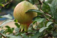 石榴籽能種出來石榴樹嗎？石榴種子怎么種？