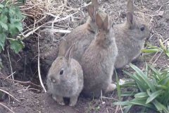 野兔一年繁殖幾窩，能和家兔雜交能生小兔嗎？