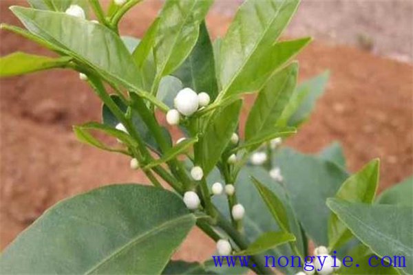 柑橘花期用什么農(nóng)藥