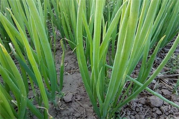 陽臺(tái)種蔥的養(yǎng)護(hù)