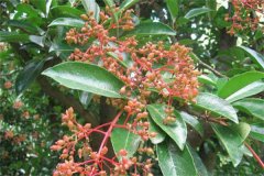 珊瑚樹的生態(tài)習性、栽培管理與園林用途