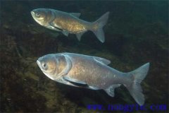 家魚混養(yǎng)池只死鰱鳙魚的原因是什么？