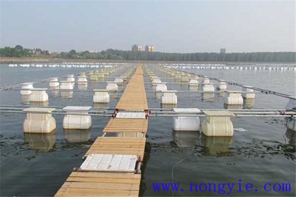 網(wǎng)箱養(yǎng)鱖魚網(wǎng)箱、網(wǎng)目大小和放養(yǎng)密度