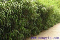 大明竹怎么養(yǎng)？大明竹的相關(guān)知識(shí)