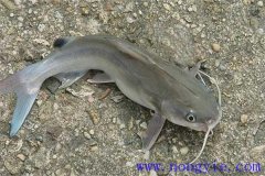 池塘單養(yǎng)革胡子鯰有什么具體要求？