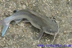 革胡子鯰的形態(tài)特征、生活習性與食性特征