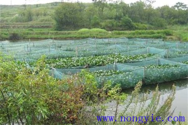 池塘網箱養(yǎng)殖黃鱔需要注意