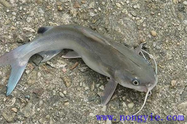 革胡子鯰人工催產與授精方法