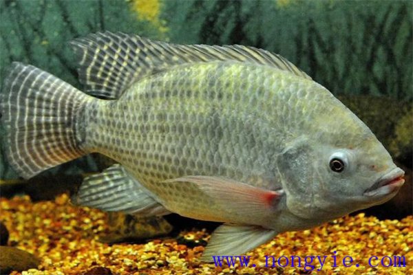 奧尼羅非魚飼養(yǎng)管理、人工投餌