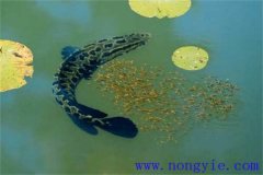 烏魚的產卵季節(jié)、成熟年齡、懷卵量與產卵量