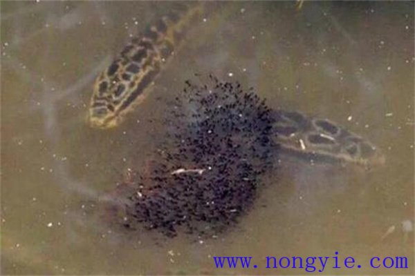 烏魚的懷卵量、產(chǎn)卵量