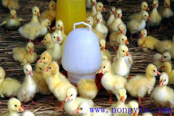 鵝出殼后多長(zhǎng)時(shí)間喂水