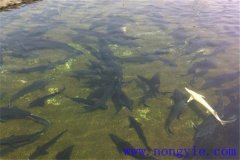 俄羅斯鱘魚的馴化方法和換水方法