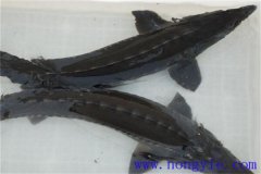 俄羅斯鱘魚常見病害有哪些，如何防治？