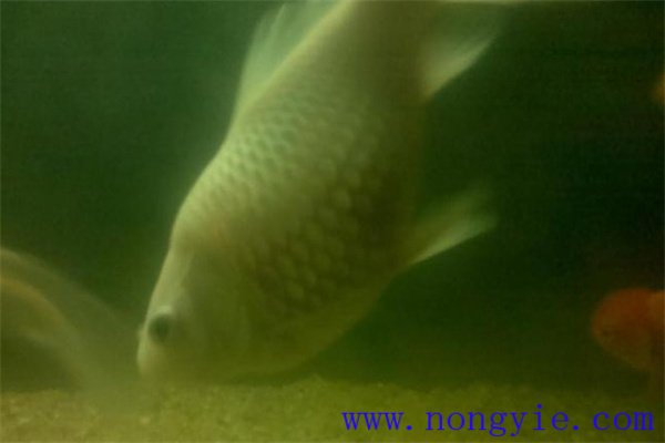 鯉魚的產(chǎn)卵季節(jié)