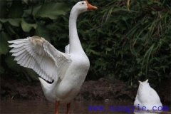 大白鵝能長多少斤，養(yǎng)殖白鵝如何選擇場地