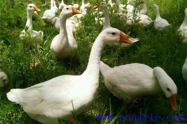養(yǎng)鵝吃什么草長(zhǎng)得快